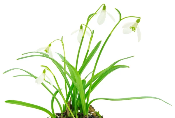 Gotas de nieve (Galanthus nivalis) sobre fondo blanco —  Fotos de Stock