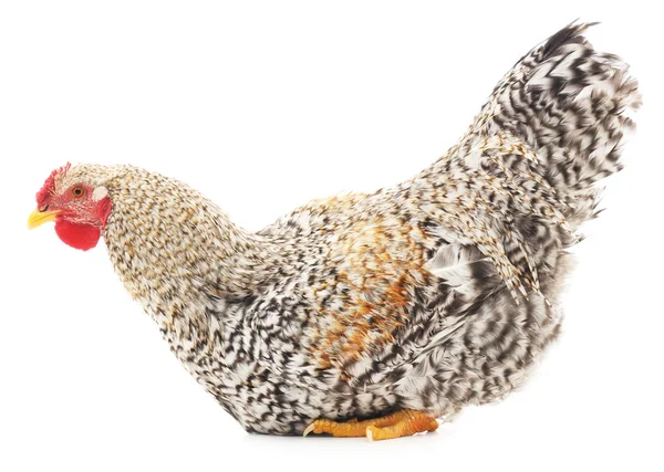 Rooster grey — Stock Photo, Image