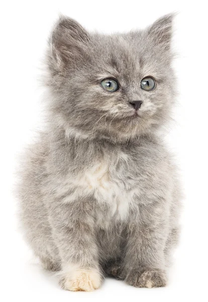 Gatinho em um fundo branco — Fotografia de Stock