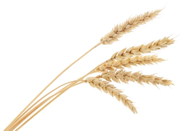 Wheat Bunch — Stock Photo, Image