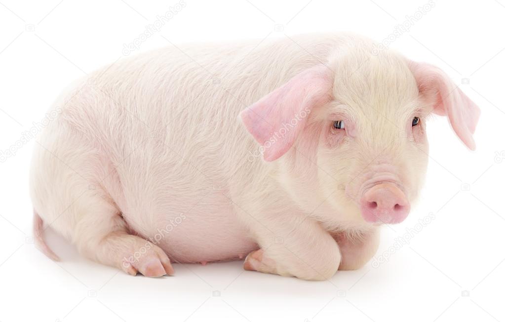 Pig on white