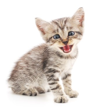 Beyaz arka planda kedi yavrusu