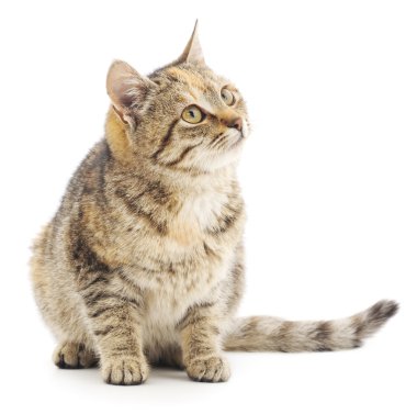 Beyaz arka planda kedi yavrusu