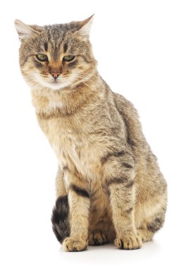 Beyaz arka planda kedi yavrusu