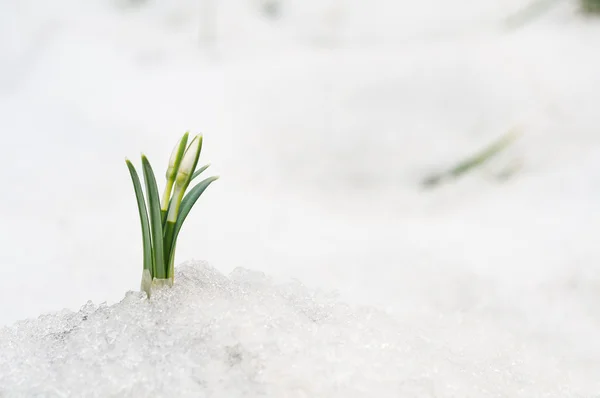 Snowdrops and Snow — Stock Photo, Image