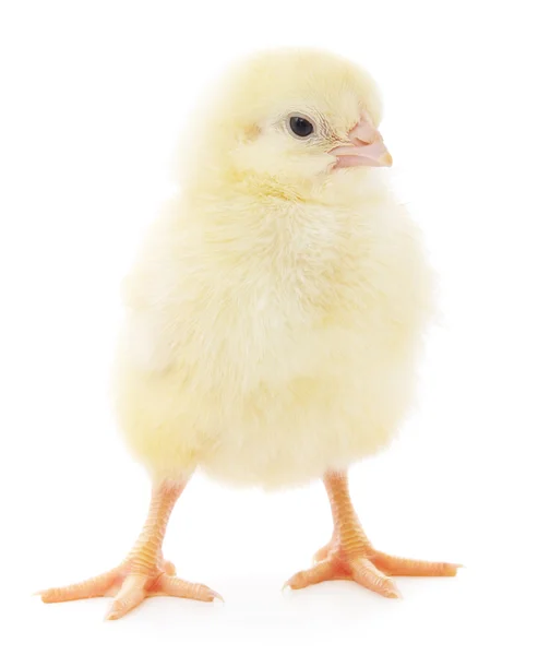 Small chicken — Stock Photo, Image