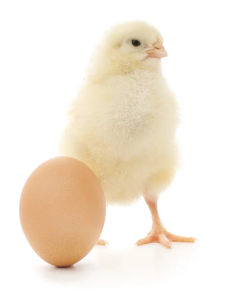 Chicken and egg — Stock Photo, Image