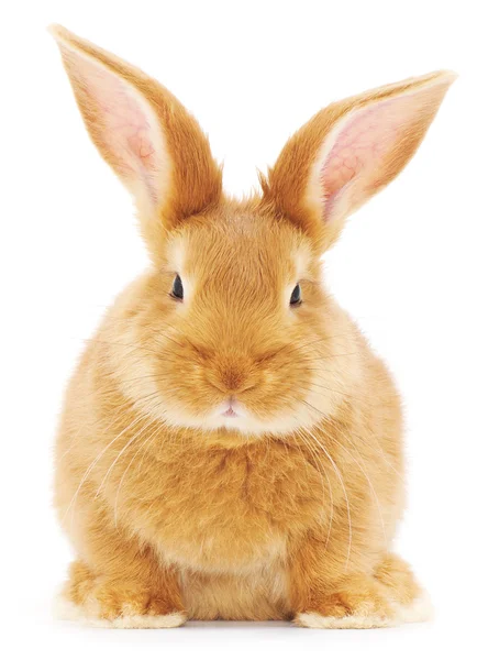 Conejo — Foto de Stock