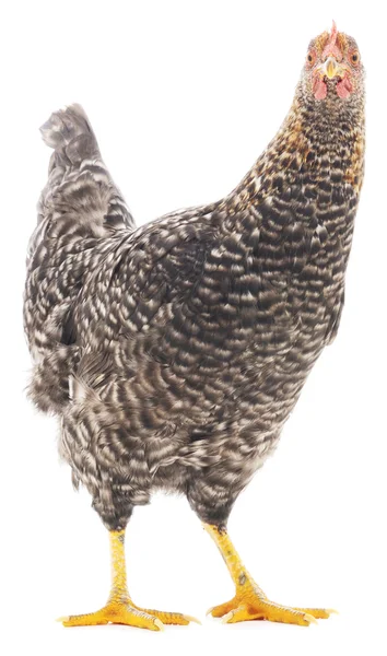 Grey hen — Stock Photo, Image