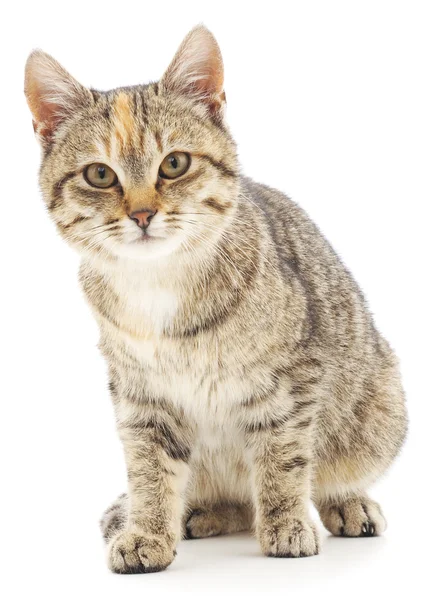 Kitten op een witte achtergrond — Stockfoto