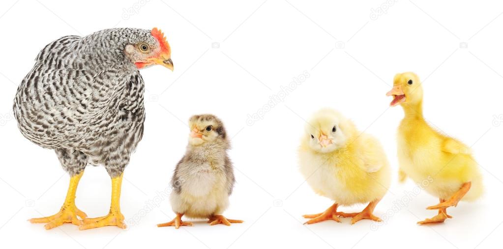 chickens and duckling