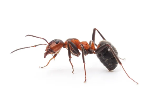 Isolated Red Ant — Stock Photo, Image