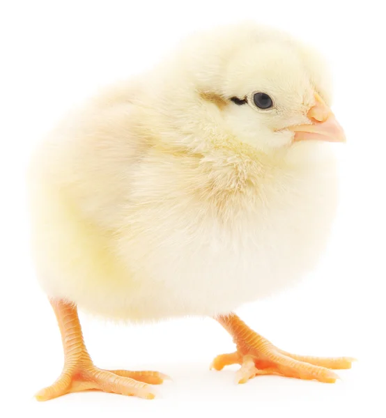 Small chicken — Stock Photo, Image