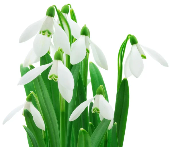 Przebiśniegi (Galanthus nivalis) na białym tle — Zdjęcie stockowe