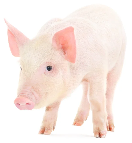 Schwein auf weiß — Stockfoto