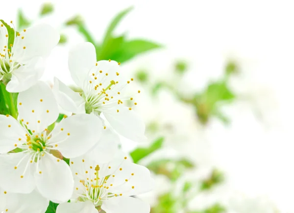 Flor de cereza — Foto de Stock