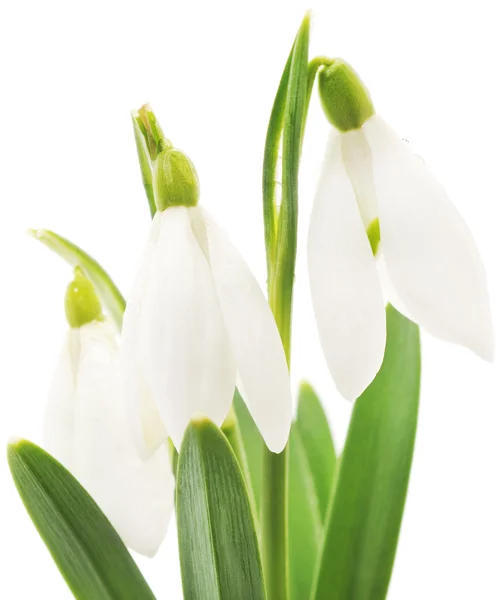 Gotas de neve (Galanthus nivalis) sobre fundo branco — Fotografia de Stock