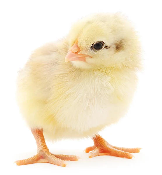 Small chicken — Stock Photo, Image