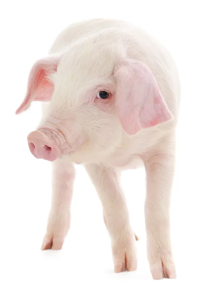 Pig on white — Stock Photo, Image