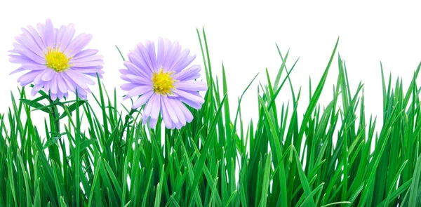 Blumen auf Gras — Stockfoto