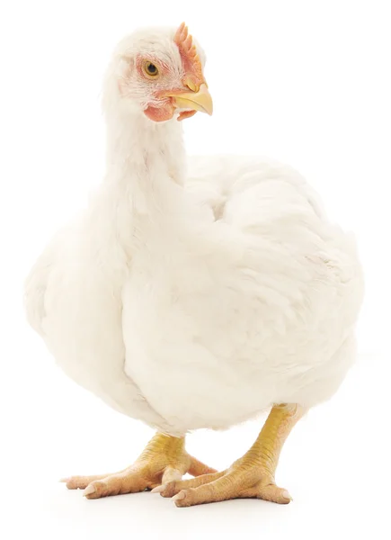 Белая курица — стоковое фото