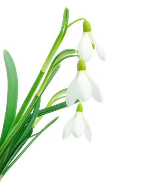 Snödroppar (Galanthus nivalis) på vit bakgrund — Stockfoto