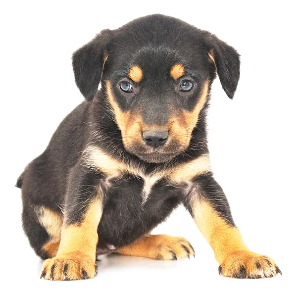 Cãozinho bebé — Fotografia de Stock