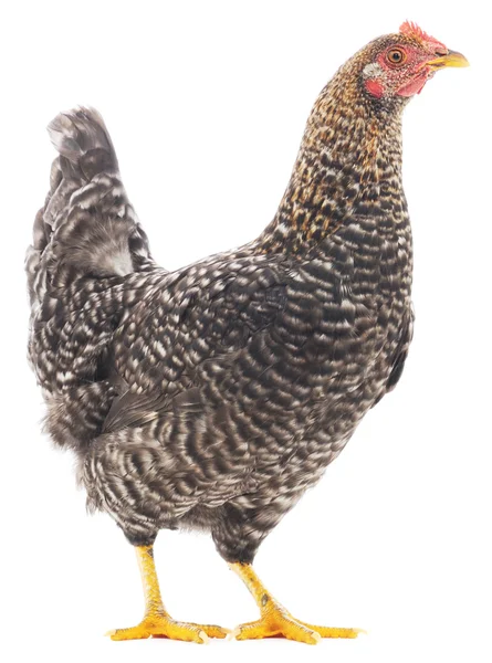 Grey hen — Stock Photo, Image