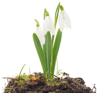 Kardelen (Galanthus nivalis) beyaz arka plan üzerinde