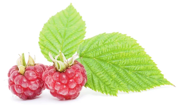 Red raspberry fruits isolated — Stock Photo, Image