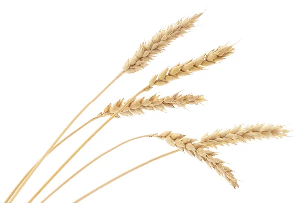 Pšenice parta — Stock fotografie