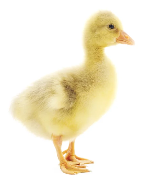 Weinig gosling geïsoleerd — Stockfoto