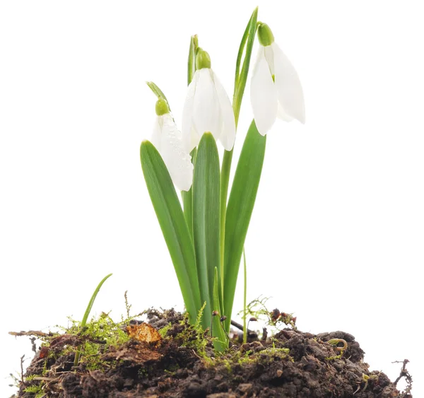 Gotas de nieve (Galanthus nivalis) sobre fondo blanco —  Fotos de Stock