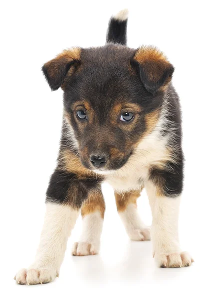 Bebé cachorro — Foto de Stock