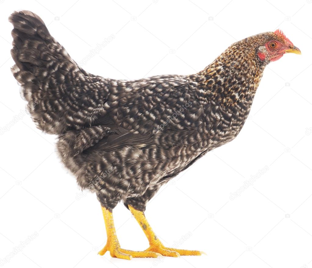 Grey hen