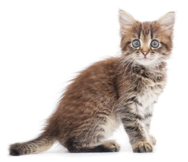 Beyaz arka planda kedi yavrusu