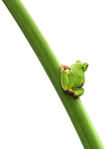 Sapo sentado em uma folha — Fotografia de Stock