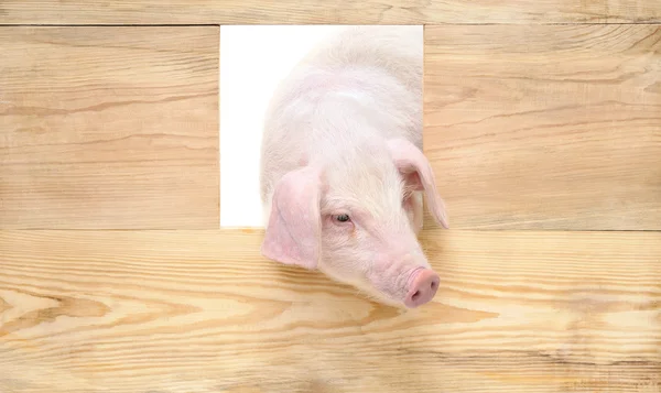 Kurulu ile domuz — Stok fotoğraf
