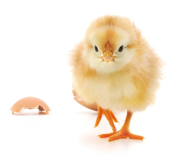 Chicken and an egg shell — Stock Photo, Image