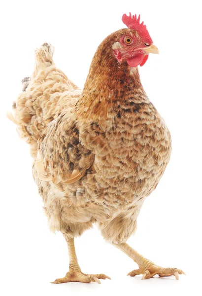 Brown hen — Stock Photo, Image