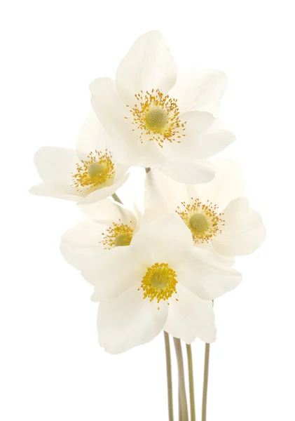 Witte bloemen — Stockfoto