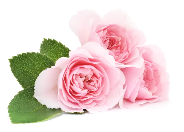 Roze rozen — Stockfoto