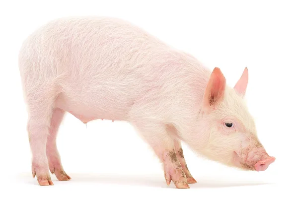 Schwein auf weiß — Stockfoto