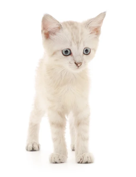 白色背景的小猫 — 图库照片