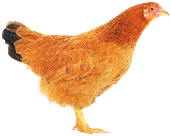 Brown hen — Stock Photo, Image