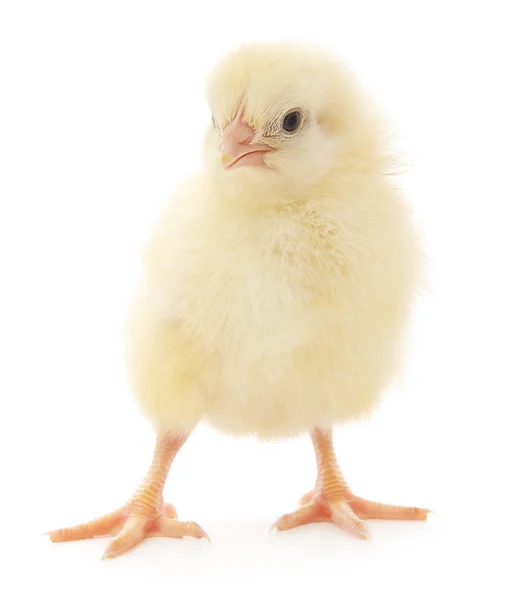 Small chicken — Stock Photo, Image