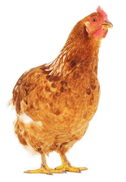 茶色の鶏 — ストック写真