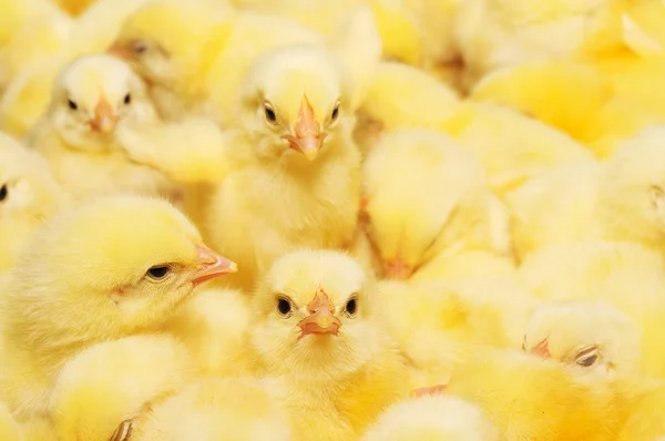 Groep van baby kuikens — Stockfoto