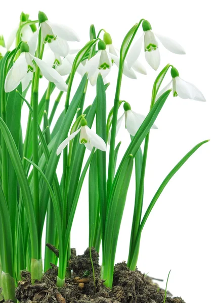 Gotas de nieve (Galanthus nivalis) sobre fondo blanco —  Fotos de Stock