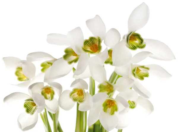 Przebiśniegi (Galanthus nivalis) na białym tle — Zdjęcie stockowe